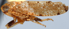 Habitus, lateral view on Acacimenus Dlabola, 1979: Acacimenus maheshai, lateral habitus (BMNH). (Observation).
