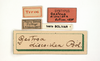 CollectionObject 1506730; 8439566a-1f36-4583-890c-f9beda921d9d: labels (holotype). (CollectionObject).