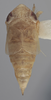 Habitus, dorsal view on Athysanella (Gladionura) nata Blocker & Johnson, 1990: Dorsal - Female. Paratype. (Observation).