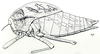 Bullacris intermedia (Péringuey, 1916): Fig. 11.2. female (body length 42 mm, pronotum 24 mm). (Otu).