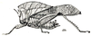 Xiphicera gallinacea (Fabricius, 1793): Fig. 21. male (from Lonaban, Borneo) (Acridium gallinaceum). (Otu).