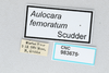 CollectionObject 2800441; CNCI 983675, ecf7460f-9884-409b-bff7-99716a8337d2: Aulocara femoratum. (CollectionObject).