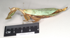 CollectionObject 1561205; NHMUK(SF IMPORT DUPLICATE) 845230, a6e7094f-b687-4215-8c9d-6d75aae081d8: copyright Natural History Museum, London. female, lateral view (holotype). (CollectionObject).