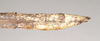 CollectionObject 1560499; NHMUK(SF IMPORT DUPLICATE) 845031, b7a4693e-b682-4524-86ad-f6d681aeedb5: copyright Natural History Museum, London. female: end of abdomen, lateral view (holotype). (CollectionObject).