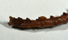 CollectionObject 1556958; d5b9a34f-4121-49be-9507-bc4ac6d69d4a: copyright CMNZ, Christchurch. female nymph of synonym Acanthoxyla fasciata, abdomen (holotype). (CollectionObject).