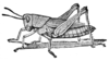 Hesperotettix speciosus (Scudder, 1872): Fig. 120 (after Lugger). female (body length 31-34 mm). (Otu).