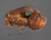 Habitus, dorsal view: (Observation).