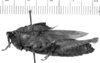 CollectionObject 1525540; 5066c94c-54c9-42ff-ba37-5af3c6365e9b: female, lateral view (syntype). (CollectionObject).