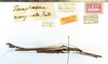CollectionObject 1560825; NMW 175''''', 8eb1b982-0a25-469d-b520-71ddac92697b: copyright NHMW, Vienna. male, lateral view of Paraphasma marginale (paralectotype). (CollectionObject).