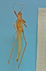 CollectionObject 1597004; daa796c9-4dcf-47c9-9de6-dfc2a9db74b5: male, dorsal view (paratype of Hammatofera brasiliensis). (CollectionObject).