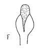 Aedeagus, ventral view: !! display not done !! on Faltala Oman, 1938: Aedeagus, ventral view. (Observation).