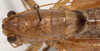 CollectionObject 1527244; 145202c4-05b6-42d1-a4c3-15c7a52d3243: male pronotum, dorsal view (paratype). (CollectionObject).