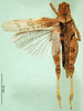 CollectionObject 1565553; 5e343dcb-e5e0-4648-9518-8d6b6fa218d6: male, dorsal view (paratype of Rhachitopis ceraseus). (CollectionObject).
