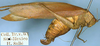 CollectionObject 1532298; NMW 1861, 27b1f70c-4e85-4465-8d4b-f1b08007a649: female, lateral view (holotype?). (CollectionObject).
