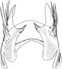 Pygofer ventral appendages, ventral view: !! display not done !! on Jassargus (Jassargus) distinguendus (Flor, 1861): Pygofer ventral appendages, ventral view. (Observation).