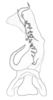 Aedeagus, ventral view: (Observation).