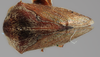 Habitus, dorsal view on Gargara (Gargara) triangulata Funkhouser, 1918: (Observation).