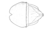 Tebacris nigrisoma Cigliano, 1989: Fig. 200. cingulum and endophallus, dorsal view. (Otu).