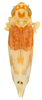 Habitus, dorsal view: Habitus of E. osborni var. dulcis McAtee (KSEM collection). (Observation).