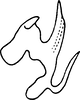 Aedeagus, lateral view on Diomma (Diomma) ilsae (Jacobi, 1941): Aedeagus, lateral view. (Observation).