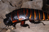 Elliptorhina laevigata (Saussure & Zehntner, 1895): Adult male from Belalanda, north of Tulear, Toliara Province. 2008. Copyright Olaf Pronk. (Otu).