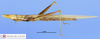 CollectionObject 1565520; MLP3783/4-5', 0522a1f3-41a4-478f-8c56-055fcc4a89ec: female, lateral view (paratype). (CollectionObject).