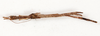 CollectionObject 1559087; NMW 216, 1d2ad33e-903b-4178-9a0a-f130a5b84d6b: copyright NMW, Vienna. female, dorsal view (syntype). (CollectionObject).