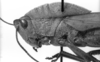 CollectionObject 1533405; a1f24750-c587-48fc-9f11-9872ac2730f9: Image Carbonell, C.S. male head and promotum, lateral view (holotype). (CollectionObject).