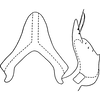 Connective on Endoxoneura splendidula (Osborn, 1928): Connective. (Observation).