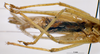 CollectionObject 1531398; NMW No. 25.360, 0b35a95e-24ef-4af4-ac4f-b168f1c94b2b: female, ventral view (holotype). (CollectionObject).