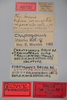 CollectionObject 1578584; 7803bd0f-608b-4291-b399-d35a09bd5d8a: female, labels (paratype of Chrotogonus brevis). (CollectionObject).