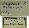 CollectionObject 1542821; 7aea9579-f7f7-4ea5-a863-bcc8f329871e: male, labels (holotype). (CollectionObject).