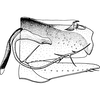 Pygofer, lateral view: !! display not done !! on Pendarus (Pendarus) nudus (Ball, 1911): Pygofer, lateral view. (Observation).