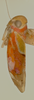 Habitus, lateral view: Male holotype [USNM]: habitus, lateral view. (Observation).