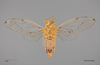 Habitus ventral view on Calcagninus divaricatus Bliven, 1964: (Observation).