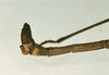 CollectionObject 1557659; 6bdf97a1-3040-43ab-ad0d-6837b46b4c83: copyright NHRS, Stockholm. male: end of abdomen, lateral view (holotype). (CollectionObject).