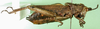 CollectionObject 1501047; 1deffdeb-bbfa-4696-80db-1c66dcf36ca3: female, lateral view (holotype of Dictyophorus angustatus). (CollectionObject).