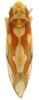 Habitus, dorsal view: Habitus (INHS collection). (Observation).