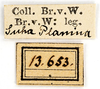 CollectionObject 1516795; fc0c1e55-85e3-4449-a7d3-7326f40ec5f1: labels (syntype). (CollectionObject).