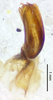 CollectionObject 1477843; a1aa5fe7-8182-4931-9db1-504a76fca5cc: male genitalia, lateral view (holotype). (CollectionObject).