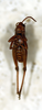 CollectionObject 1588510; 6da1b115-2677-4044-a11d-01df2864decd: male, ventral view. (CollectionObject).