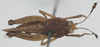 CollectionObject 1576819; 8a346e54-fbb5-4022-9dbf-aa5e01f6e5c0: female, dorsal view (paratype of Phaestus sumatrensis). (CollectionObject).