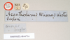CollectionObject 1561336; NHMUK(SF IMPORT DUPLICATE) 844716, 8f2f0cbb-2369-4b48-8f04-7471200ee3f3: copyright Natural History Museum, London. male, data labels [round label reversed] (holotype). (CollectionObject).