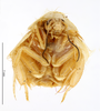 CollectionObject 1587490; MNHN(SF IMPORT DUPLICATE) MNHN-EP-EP747, 3eb15a2a-fc2f-481f-88d5-e0eb20c91ded: CC BY-NC-ND 4.0/MNHN - Depraetere Marion - 2014. Type, male, of monodi Chopard, 1969. Specimen number: MNHN-EP-EP747. http://coldb.mnhn.fr/catalognumber/mnhn/ep/ep747. (CollectionObject).