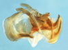 Zoniopoda serrana Pocco, Rubio & Cigliano, 2011: phallic complex without epiphallus, lateral view. (Otu).