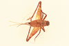 CollectionObject 2057372; NHMUK013806952, 0fef2aec-6355-45ac-a4c8-85c2684b507d: female, dorsal view (allotype). (CollectionObject).