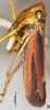 Habitus, lateral view: !! display not done !! on Evacanthus nigriscutus Li & Wang, 1996: (Observation).