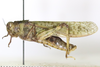 CollectionObject 1479113; 840c4a4f-cdaa-4609-b2c2-f4ff9876881a: male, lateral view (neotype of Oedipoda hospes). (CollectionObject).
