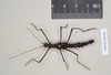 CollectionObject 1560802; NHMUK(SF IMPORT DUPLICATE) 845284, c422bd71-16c5-4fd7-94e0-dfece5a4dee2: copyright Natural History Museum, London. female (paralectotype). (CollectionObject).
