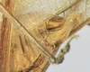 CollectionObject 1539803; 7c60f6b2-ddec-491c-b721-52ccf9c8a16e, MNHN-EO-ENSIF801: male cerci (holotype). (CollectionObject).